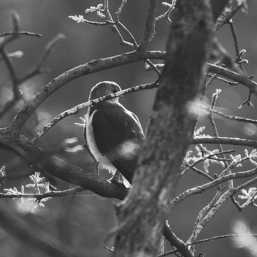 A small bird sitting on a tree branch